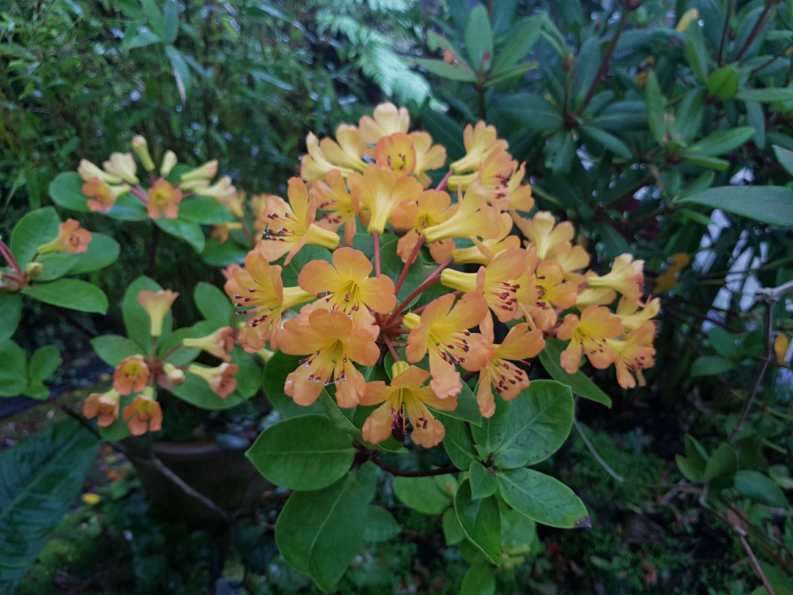 Rhododendron macgregoriae [orange-yellow form] (Vireya)
