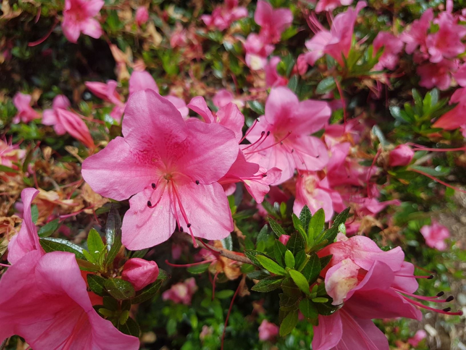 Rhododendron 'Pearl Bradford' [Sport](Azalea)