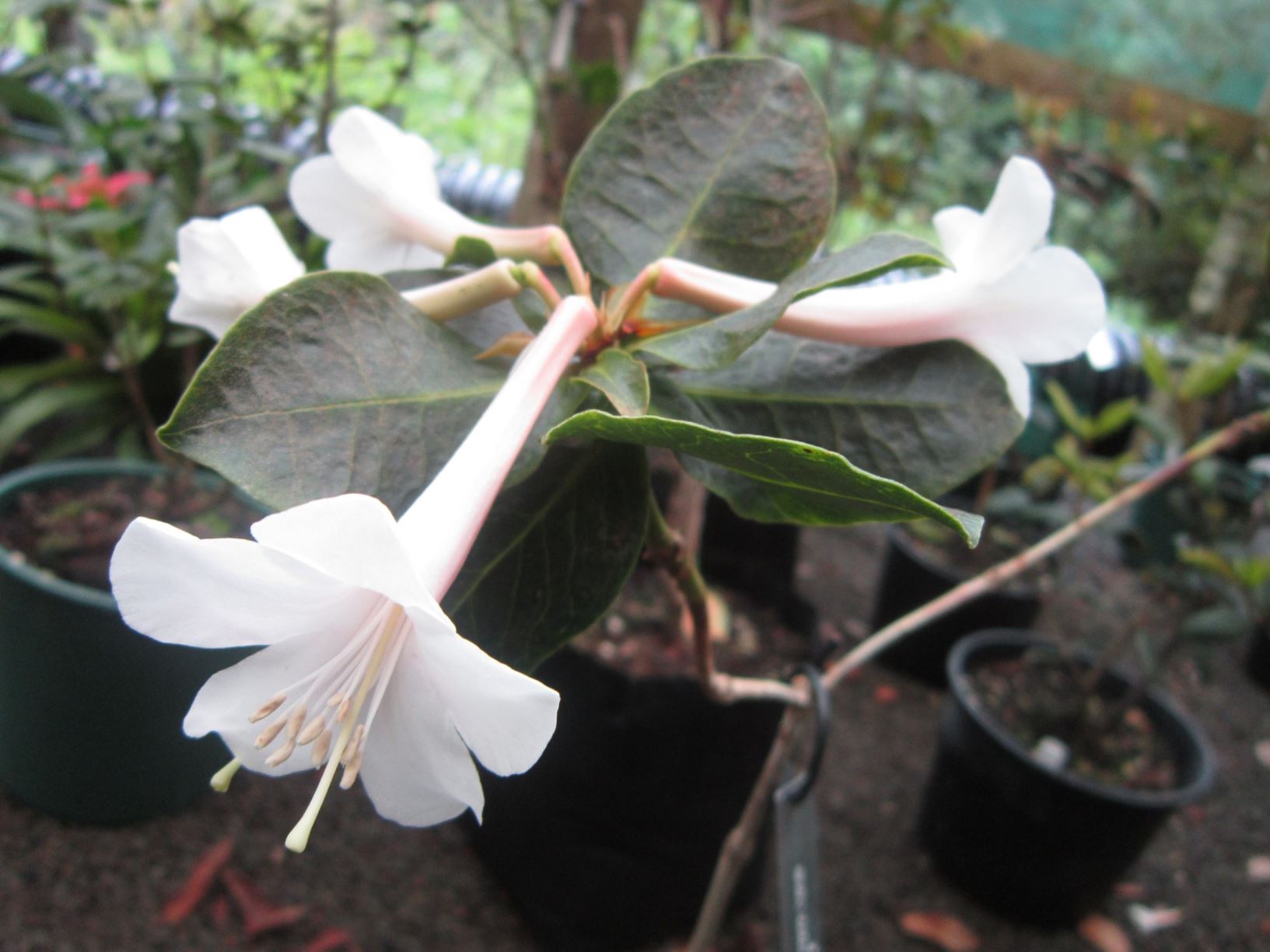 Rhododendron rhodoleucum (Vireya)