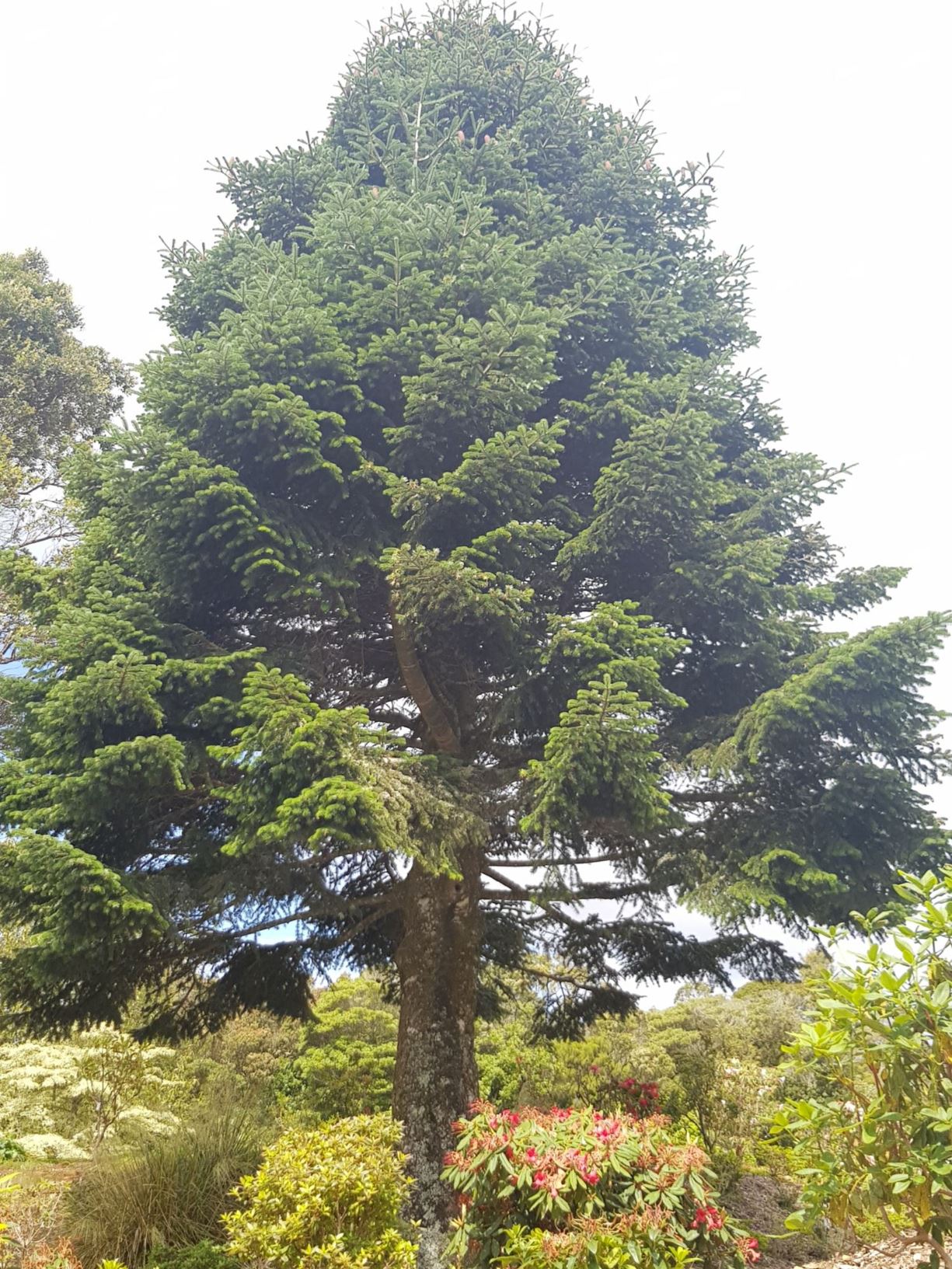 Abies nordmanniana - Caucasian fir, Christmas tree