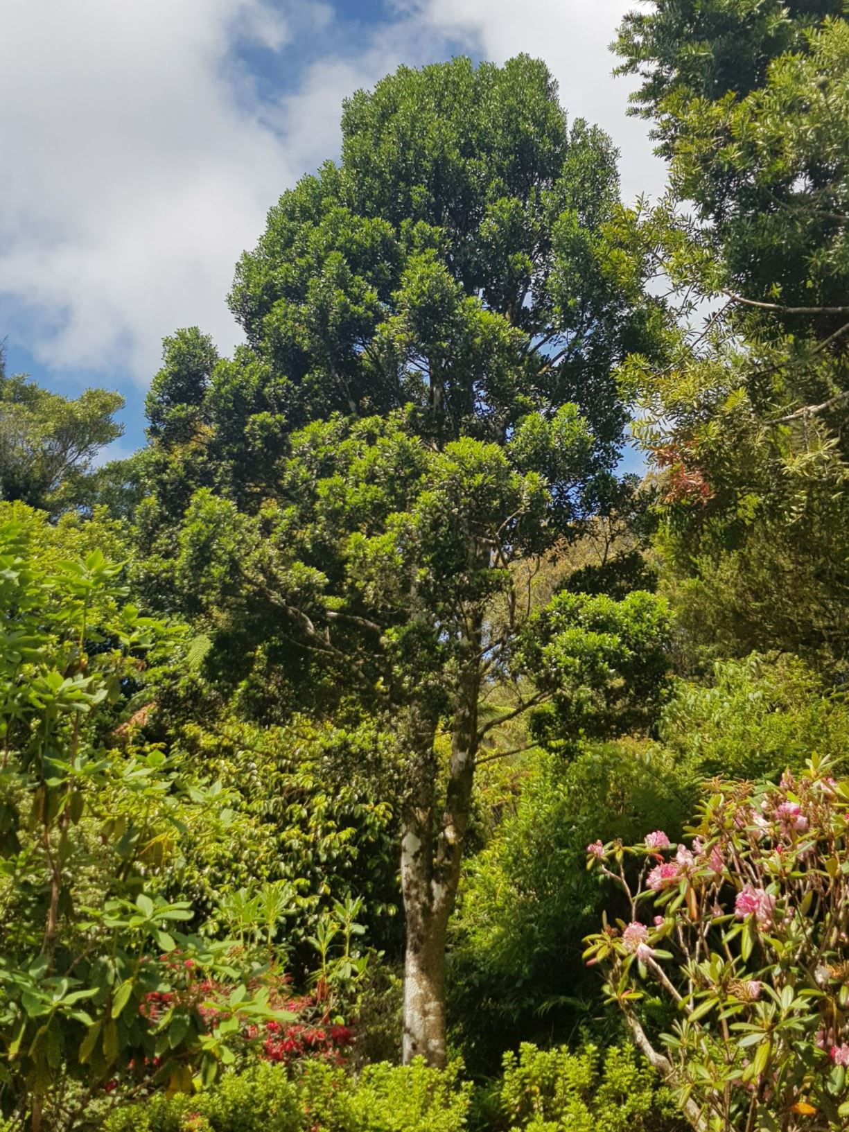 Laurelia novae-zelandiae [Dwarf form]