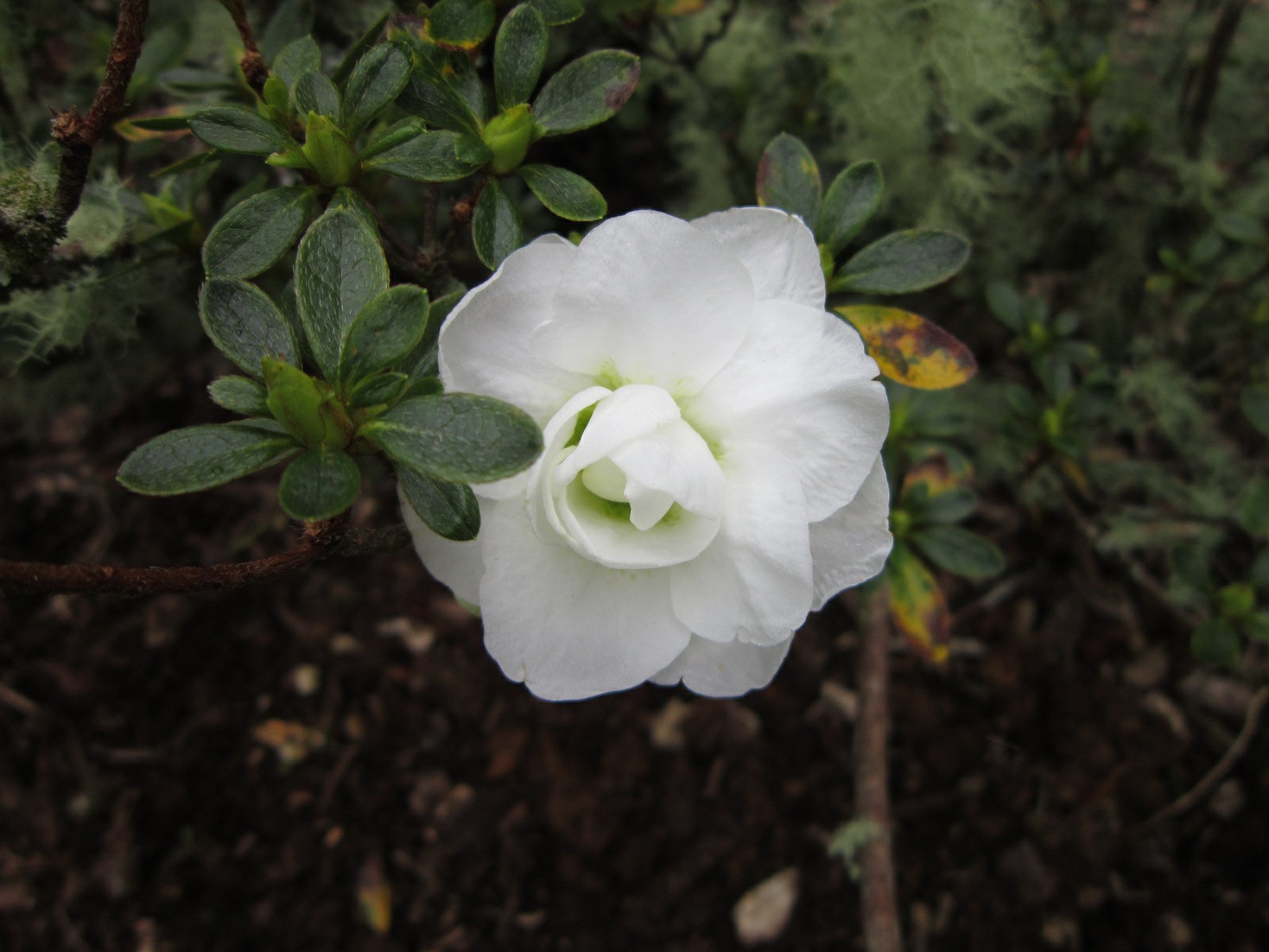 Rhododendron 'Bride's Bouquet' (Azalea)