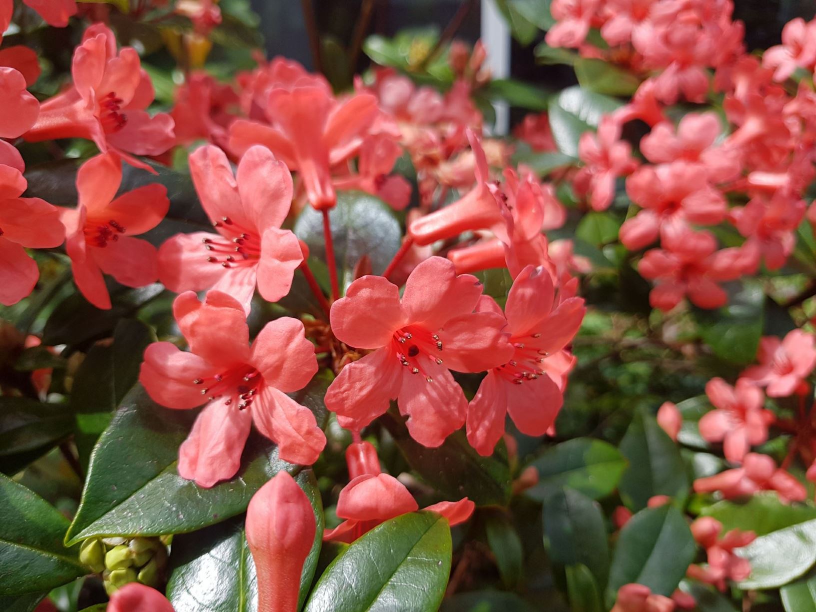 Rhododendron 'Bellenden Coral' (Vireya)