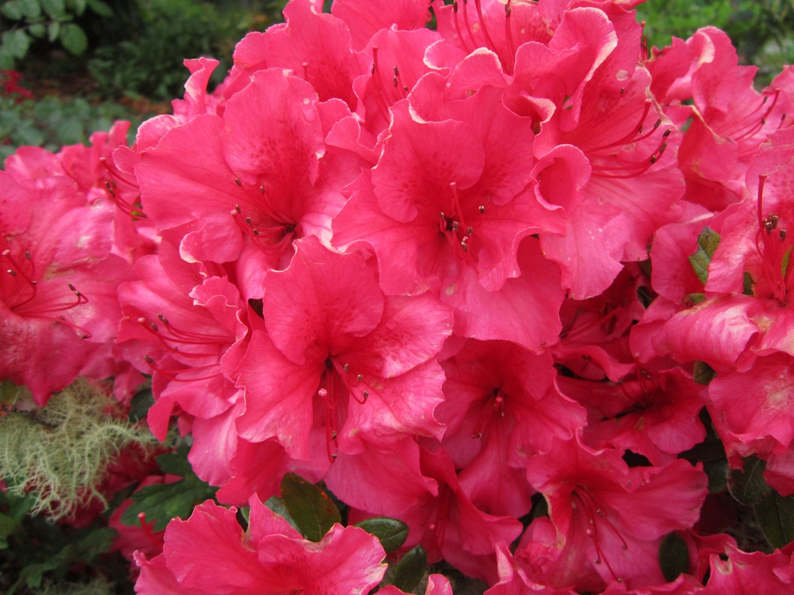Rhododendron 'Vuyk's Scarlet' (Azalea)
