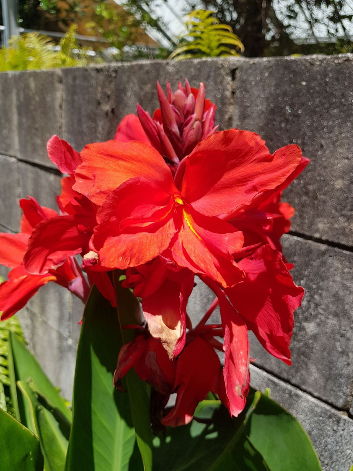 Canna sp. (Red)