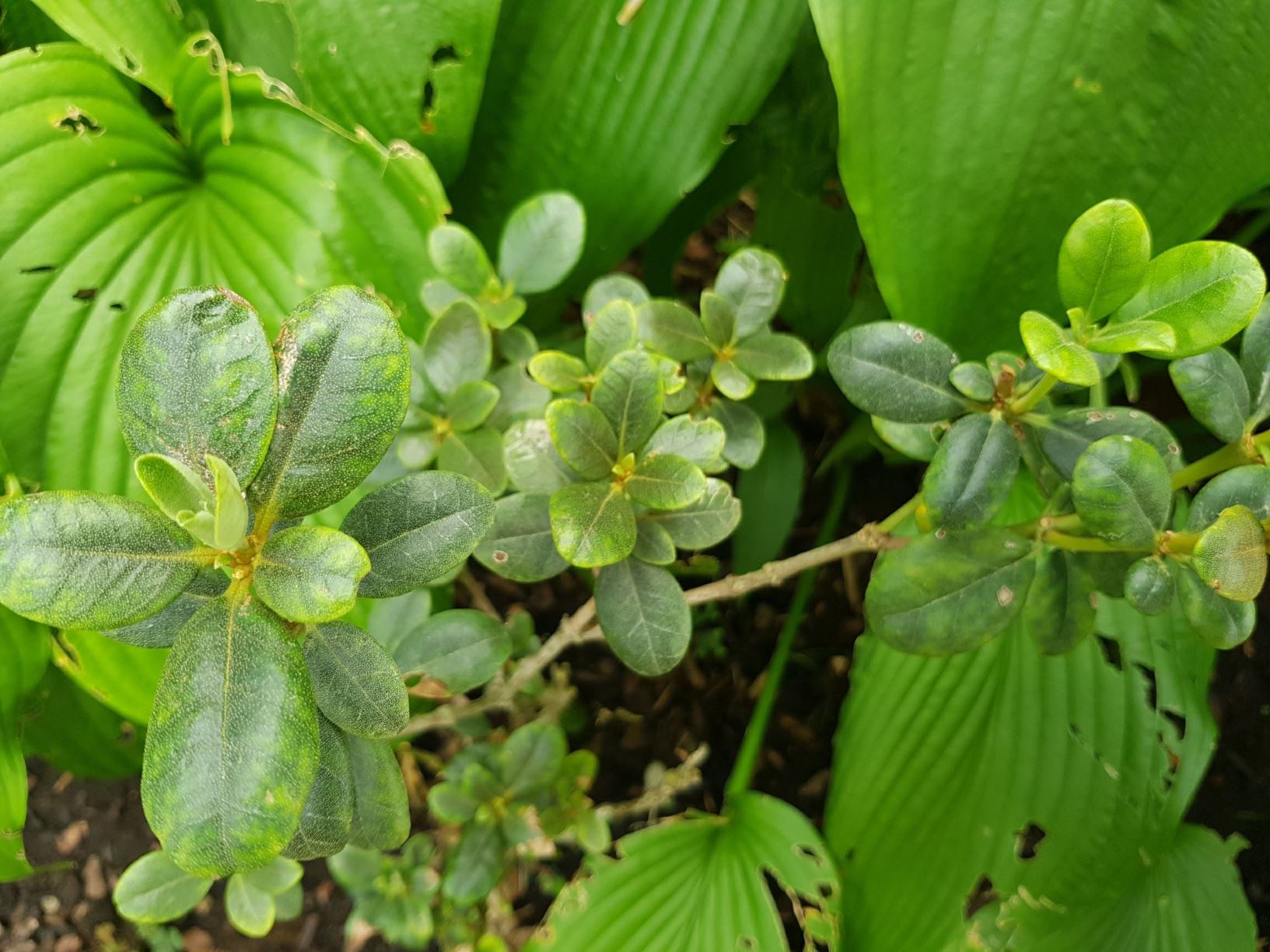 Rhododendron inundatum (Vireya)
