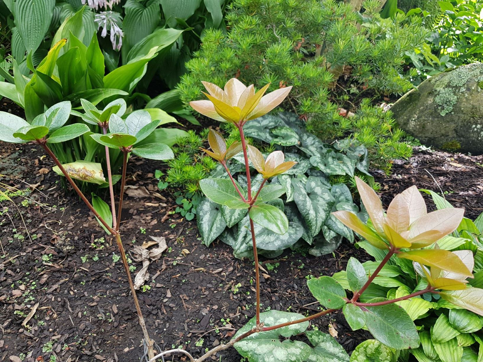 Rhododendron 'Lomac' (Vireya)