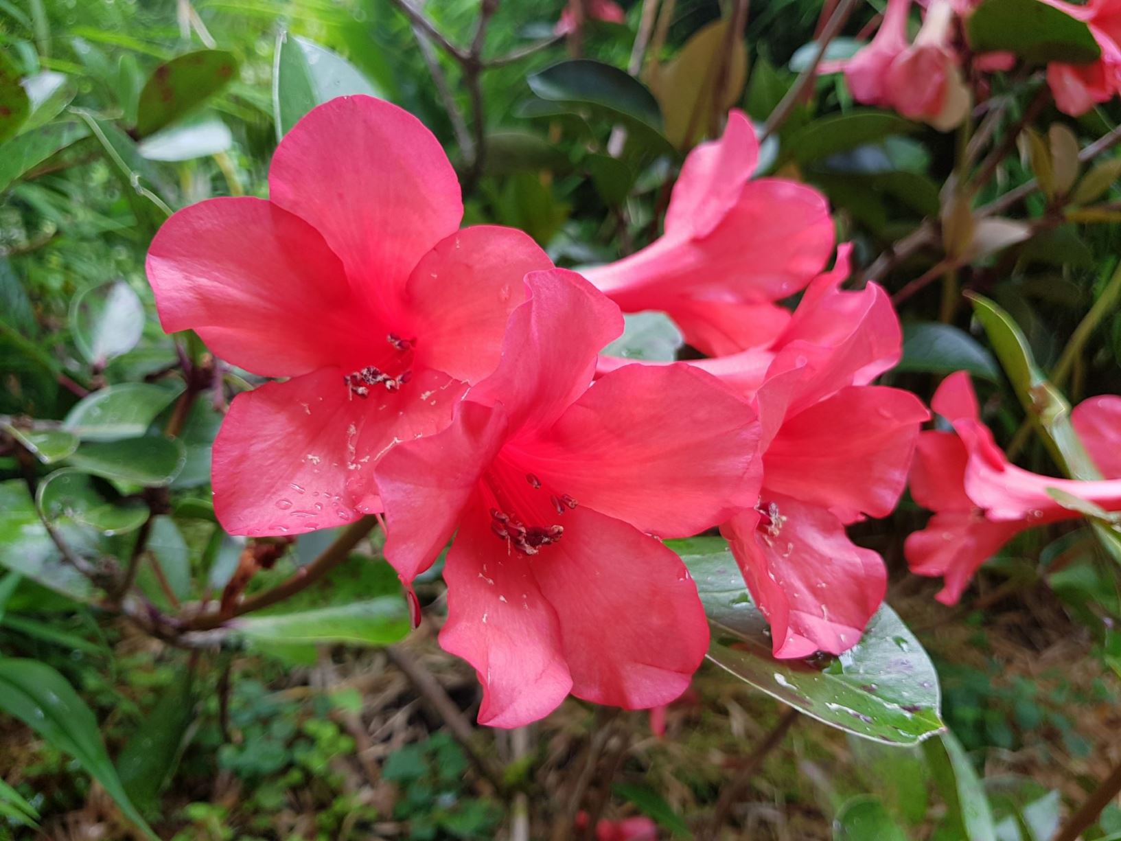 Rhododendron laetum × R. hellwigii (Vireya)