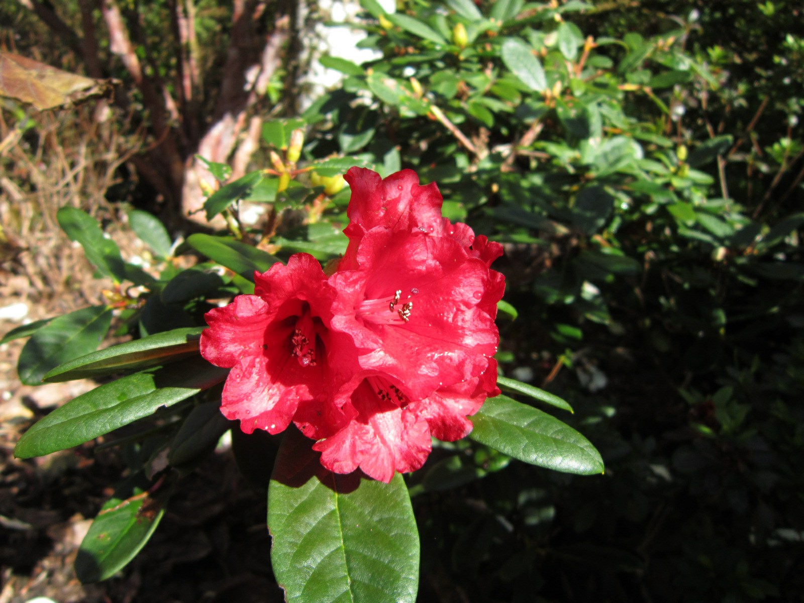 Rhododendron 'Little Glendoe'