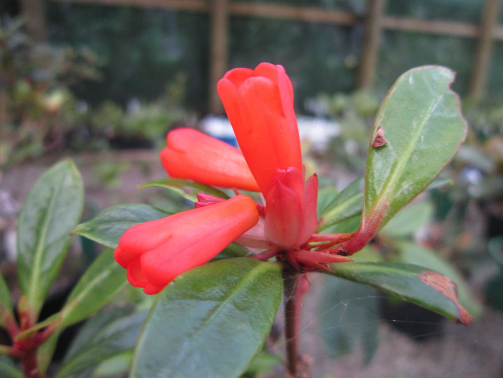 Rhododendron × planecostatum (Vireya)