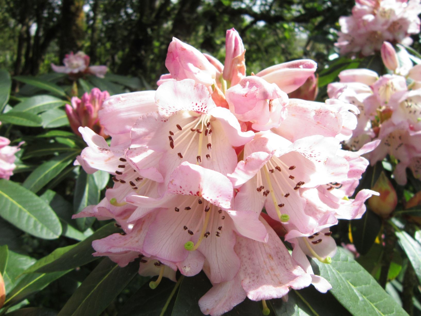 Rhododendron 'Konig Carola'