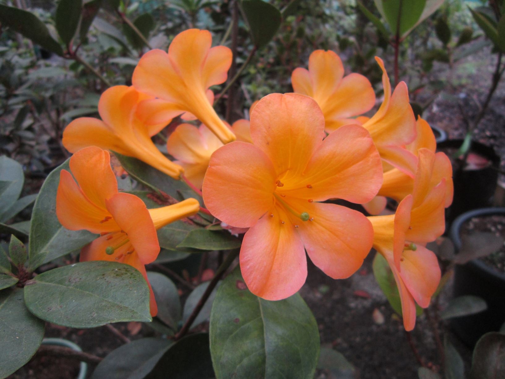 Rhododendron laetum (Vireya)