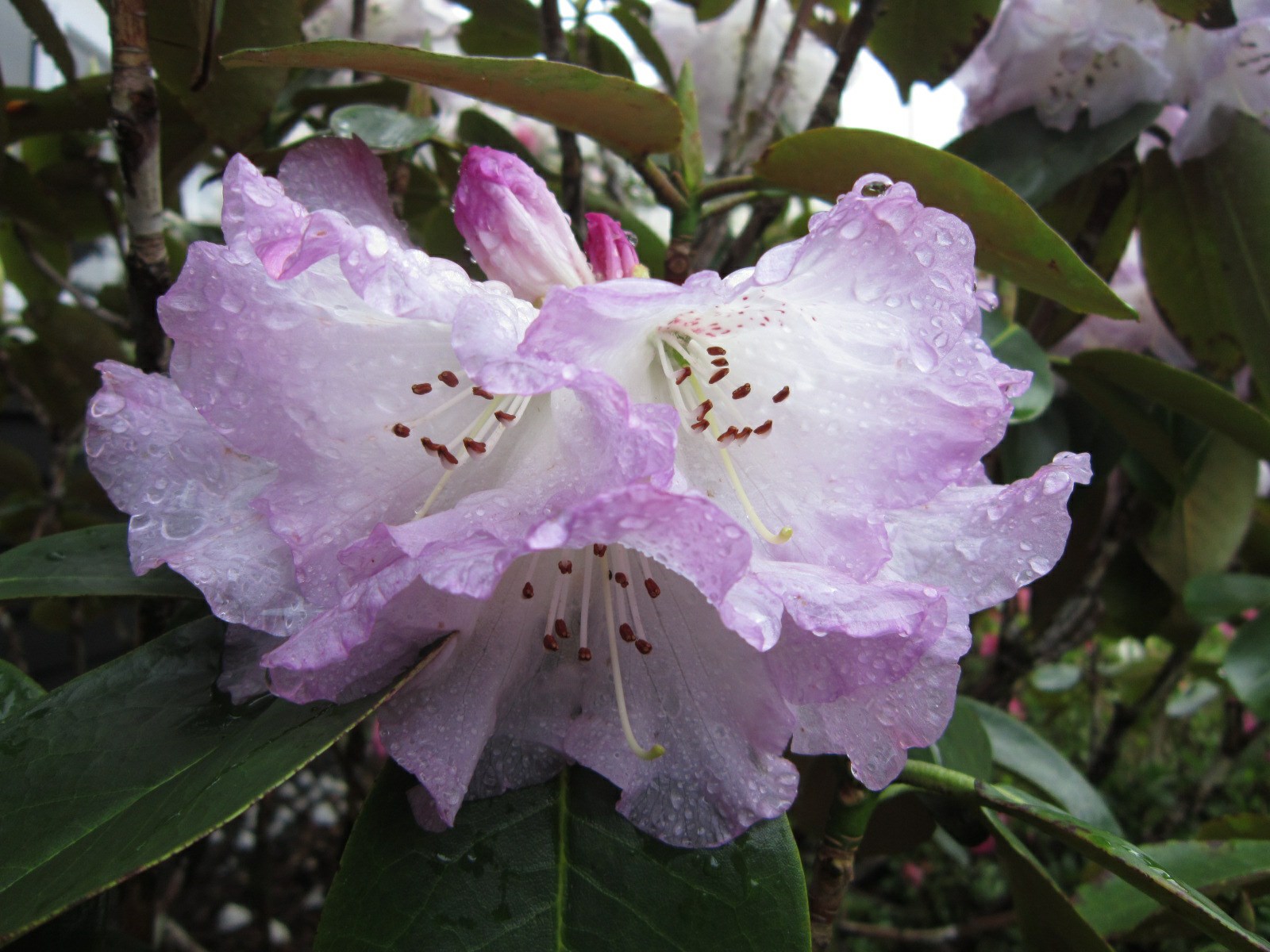 Rhododendron campanulatum 'Knaphill'