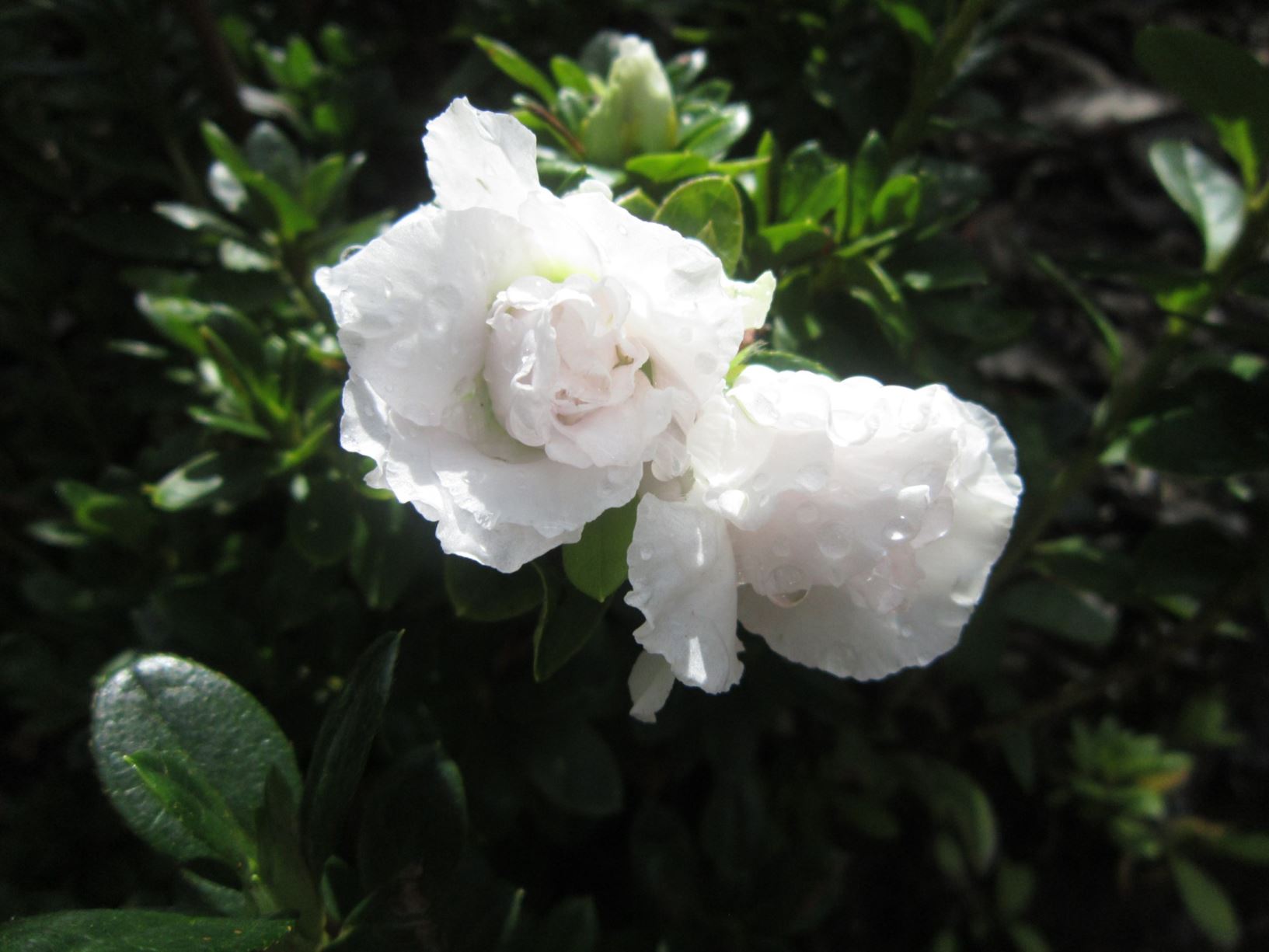 Rhododendron 'White Inga' (Azalea)