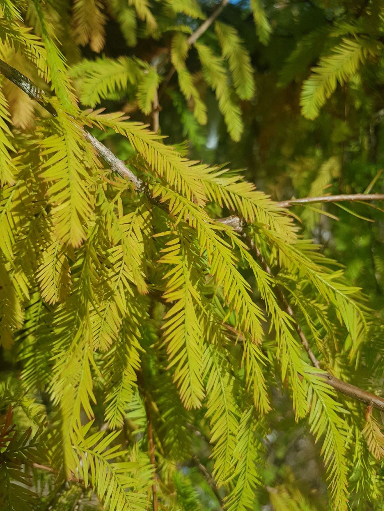 Taxodium distichum - swamp cypress, bald cypress