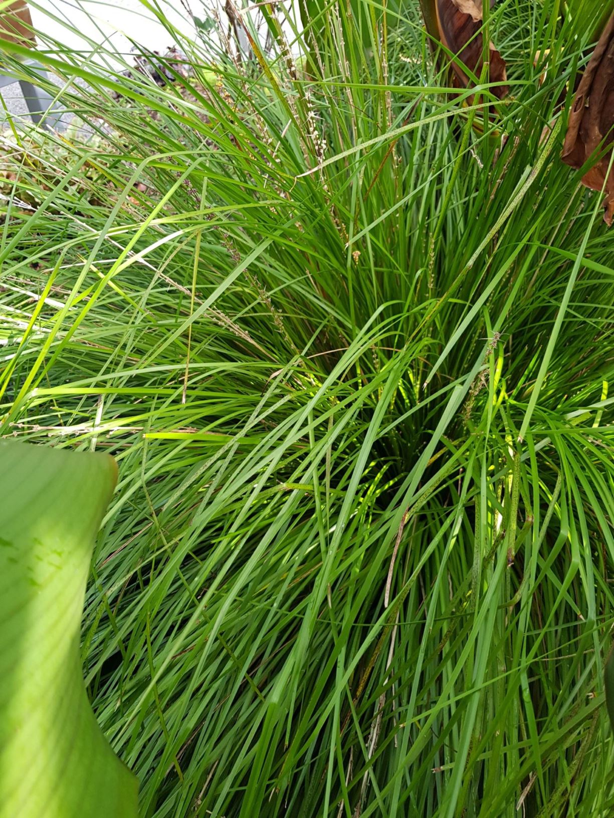 Lomandra longifolia 'Tanika'