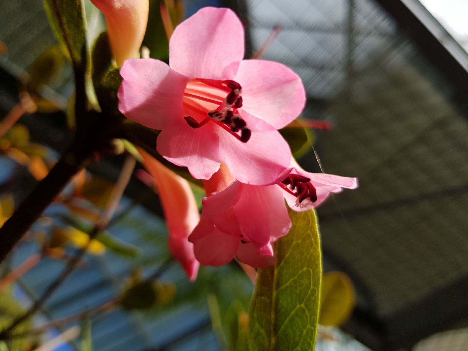 Rhododendron phaeochitum (Vireya)