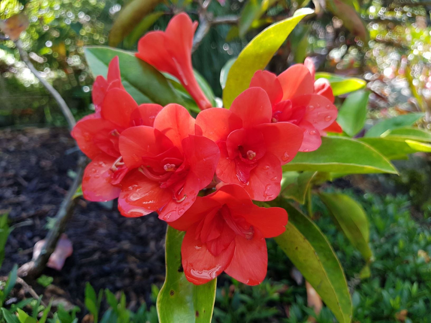 Rhododendron 'Red Adair' (Vireya)