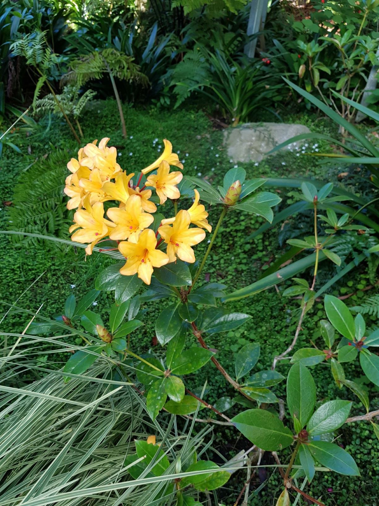 Rhododendron 'Honey Star' (Vireya)