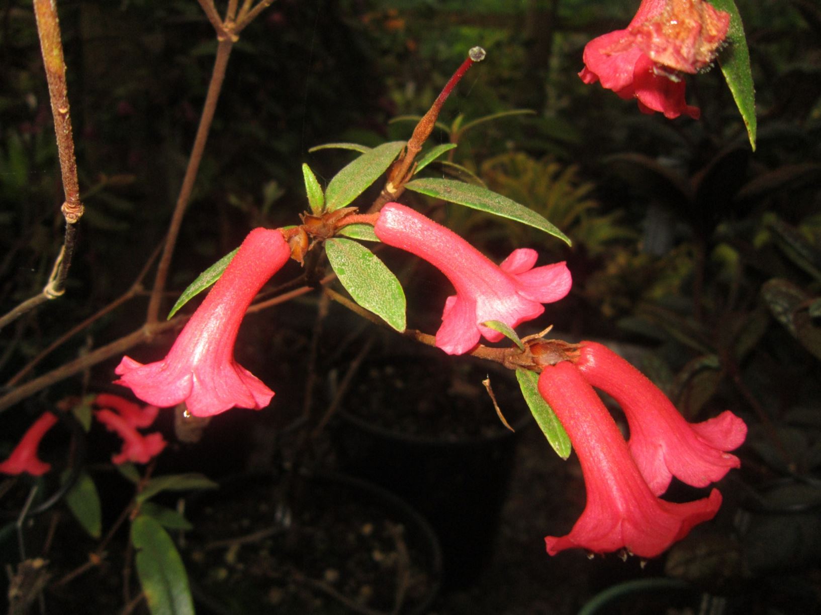 Rhododendron rarum (Vireya)