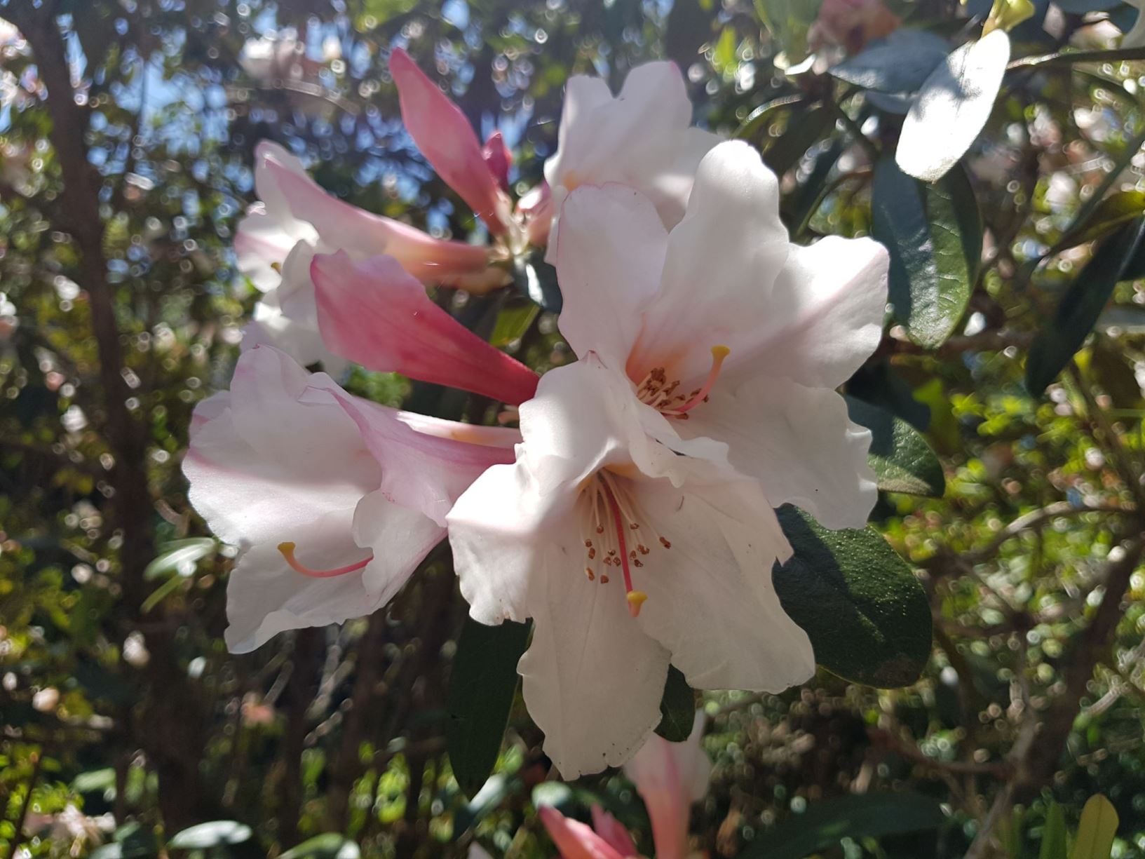 Rhododendron 'Sirius' × R. maddenii subsp. crassum