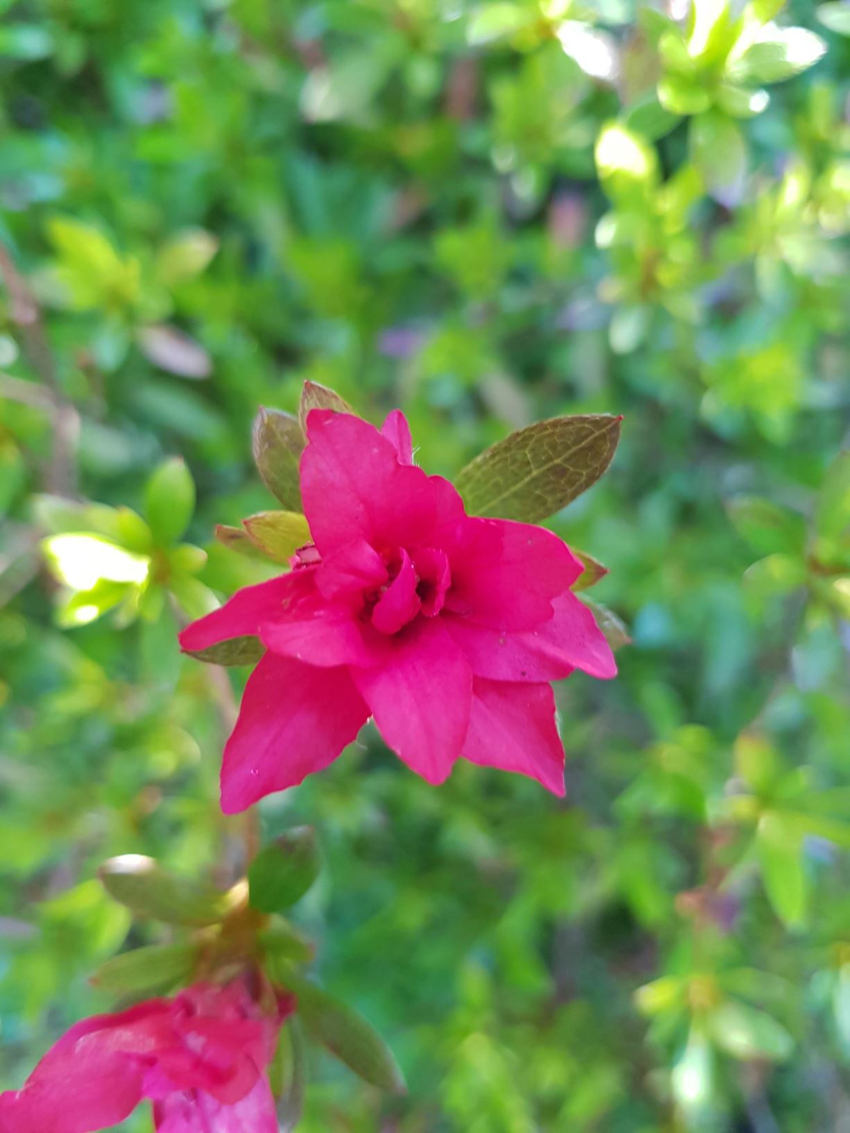 Rhododendron 'Elizabeth Belton' (Azalea)