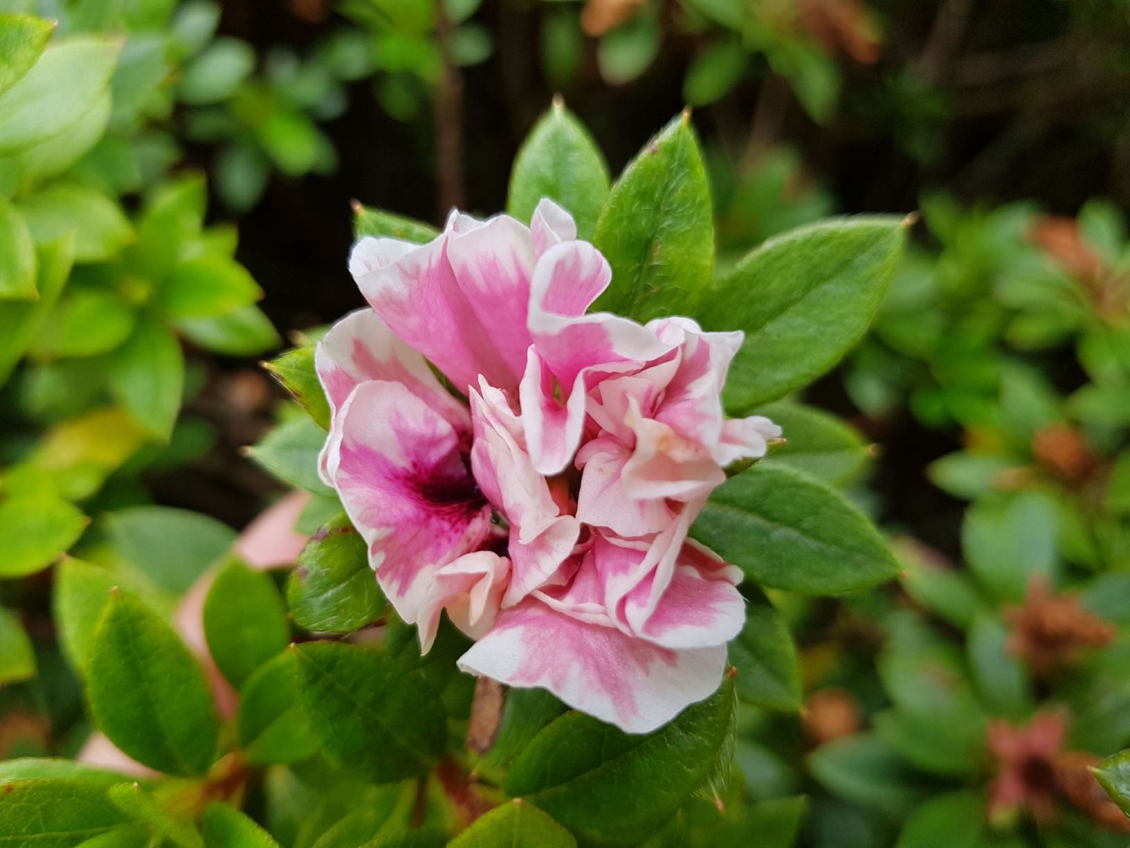 Rhododendron 'Imperatrice de Indes' (Azalea)