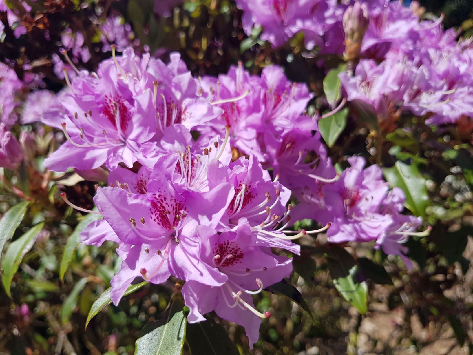 Rhododendron pleistanthum