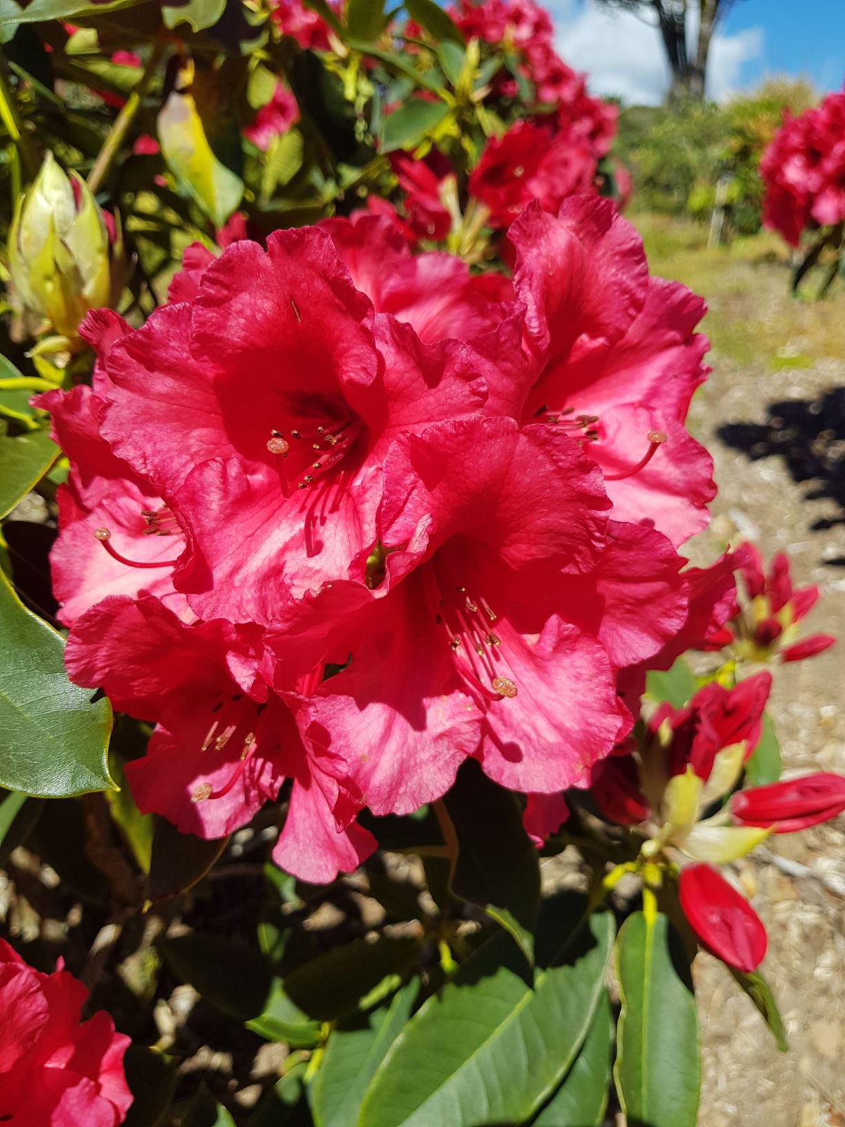 Rhododendron 'Brittenhill Bugle'