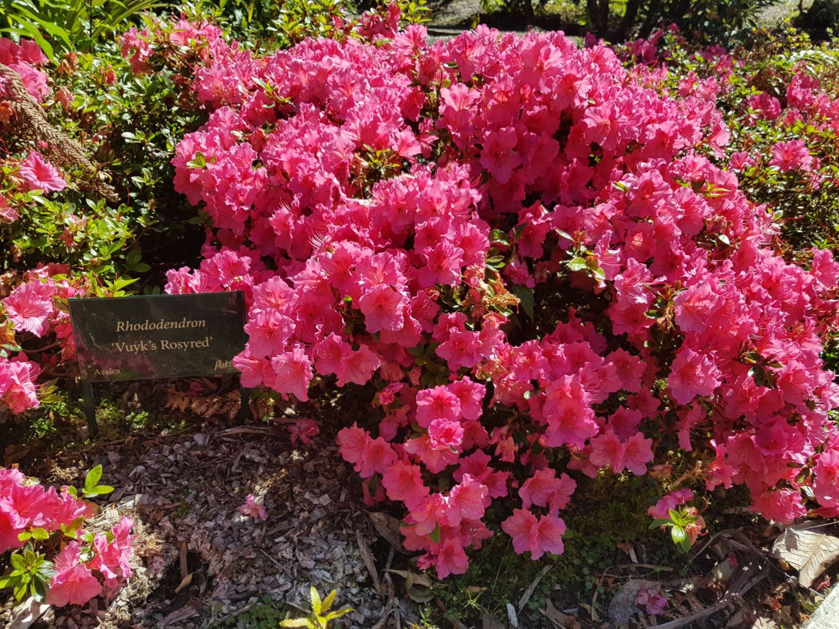Rhododendron 'Vuyk's Rosyred' (Azalea)