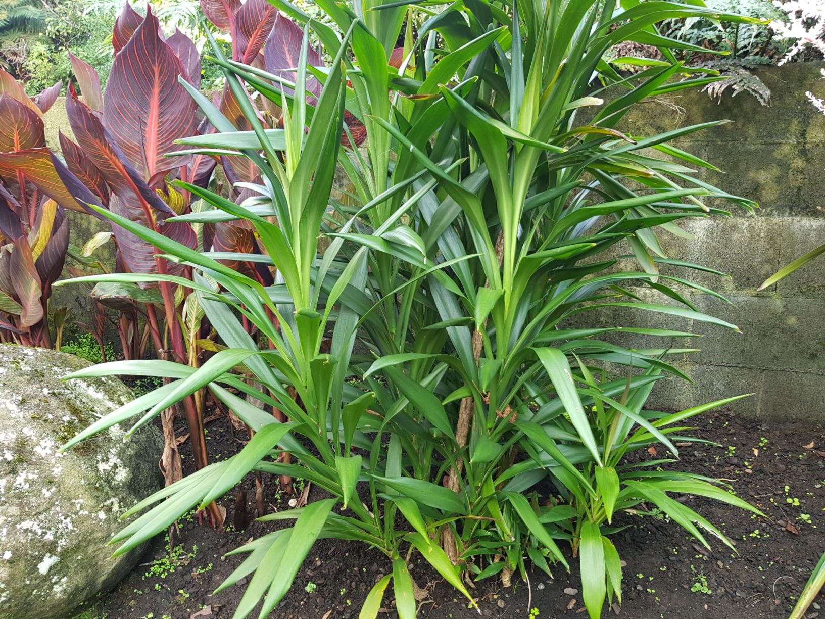 Cordyline stricta - slender palm lily