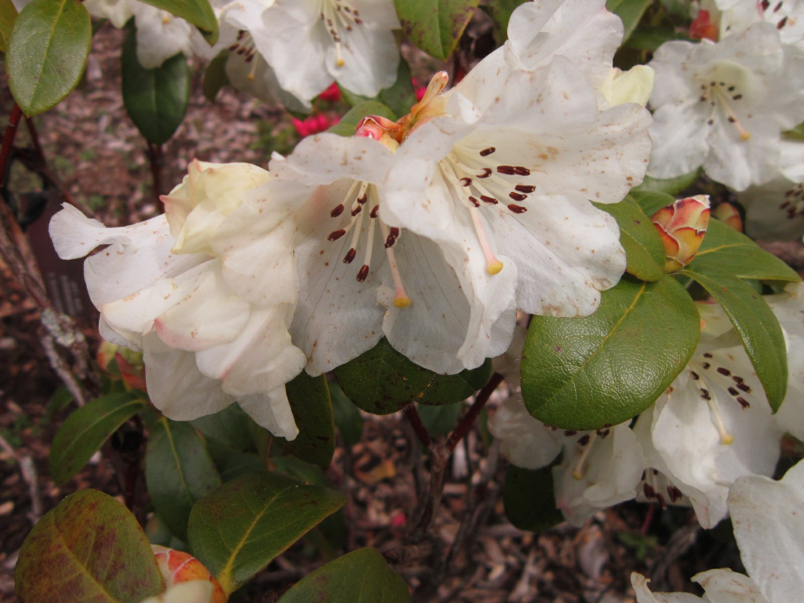 Rhododendron 'Snow Lady'