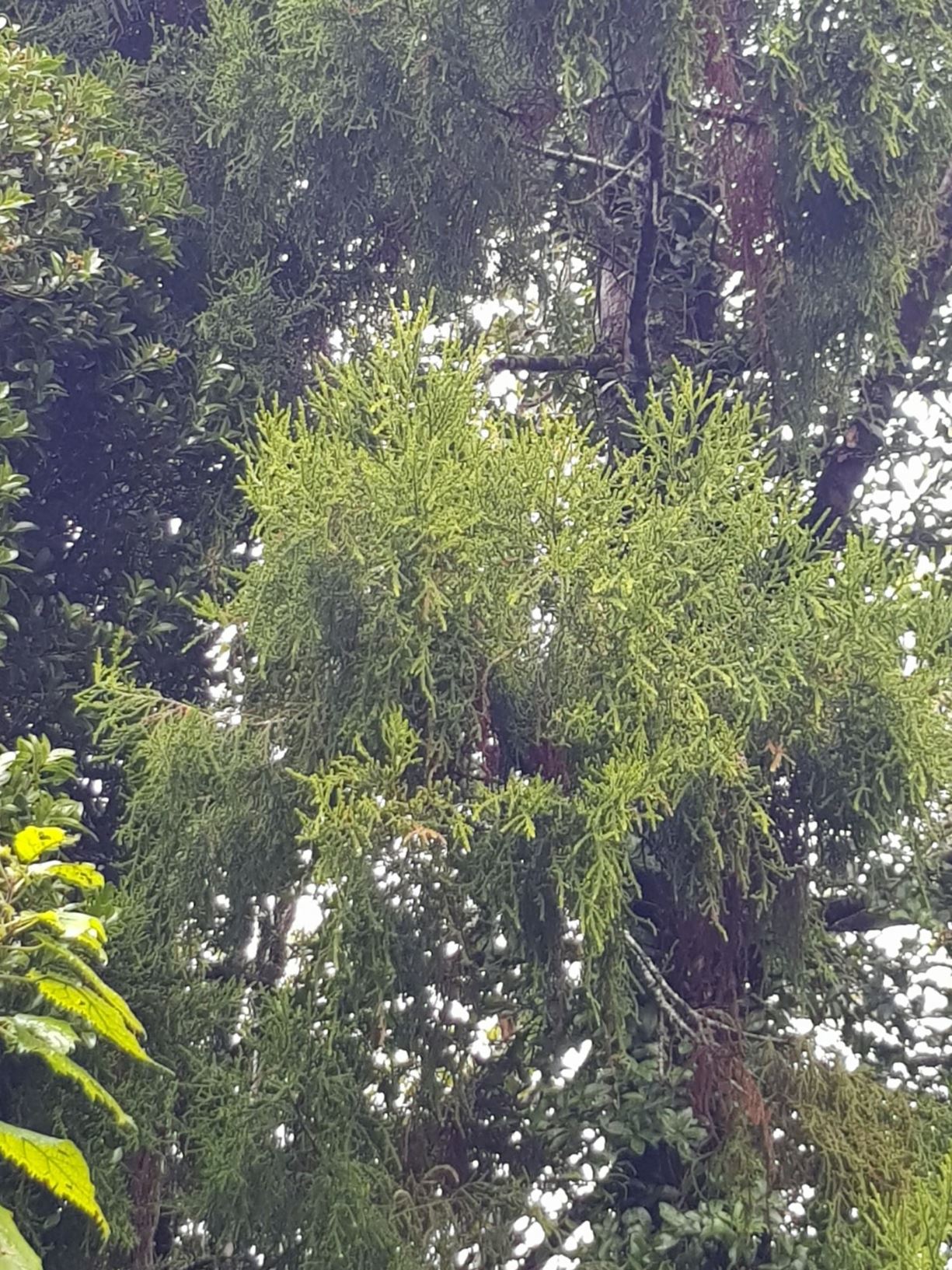 Lepidothamnus intermedius - yellow-silver pine