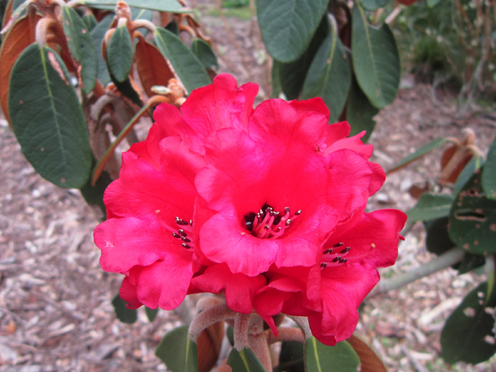 Rhododendron mallotum