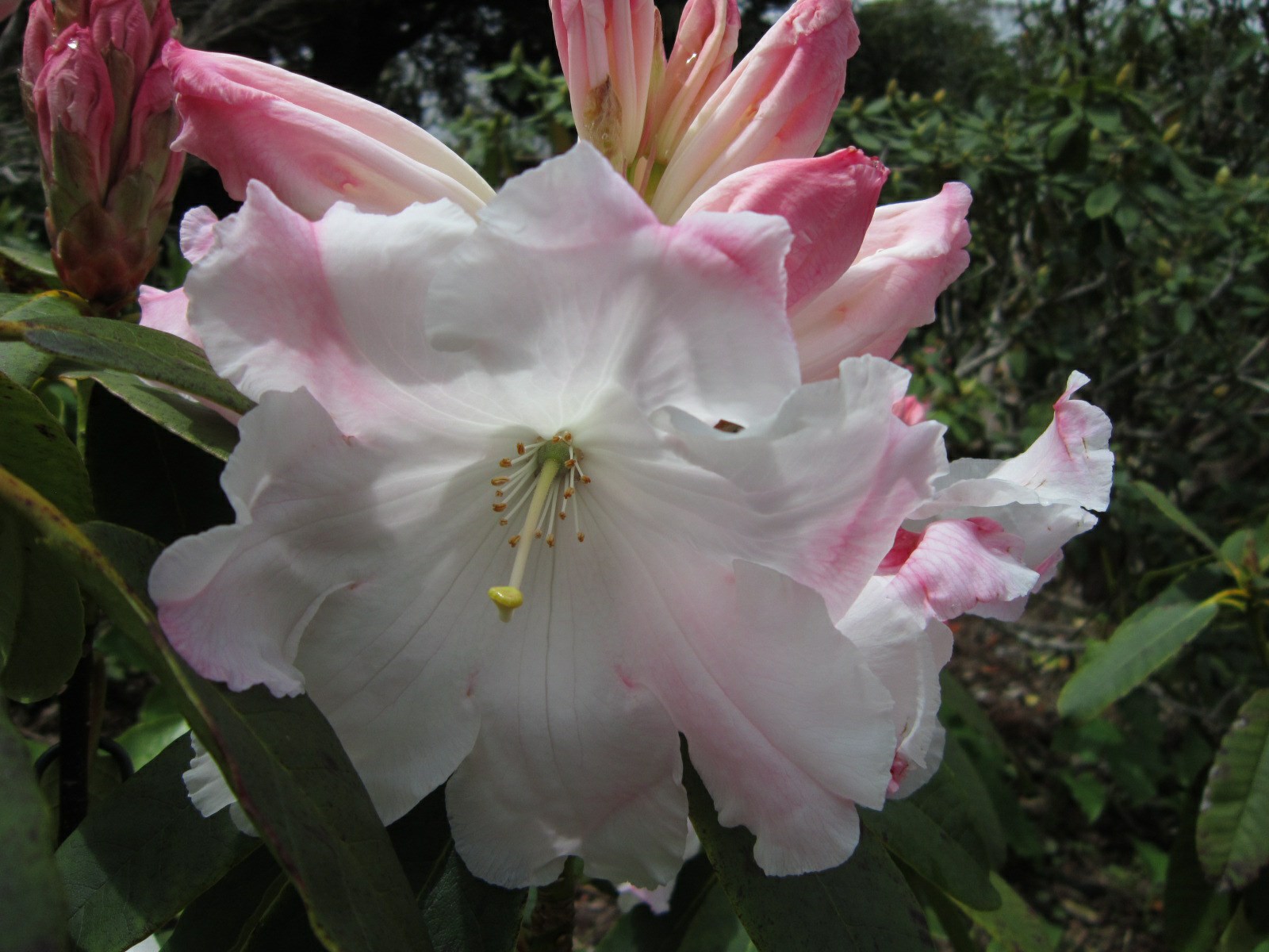 Rhododendron × R. 'I.M.S.' × R. 'Gill's Gloriosa'