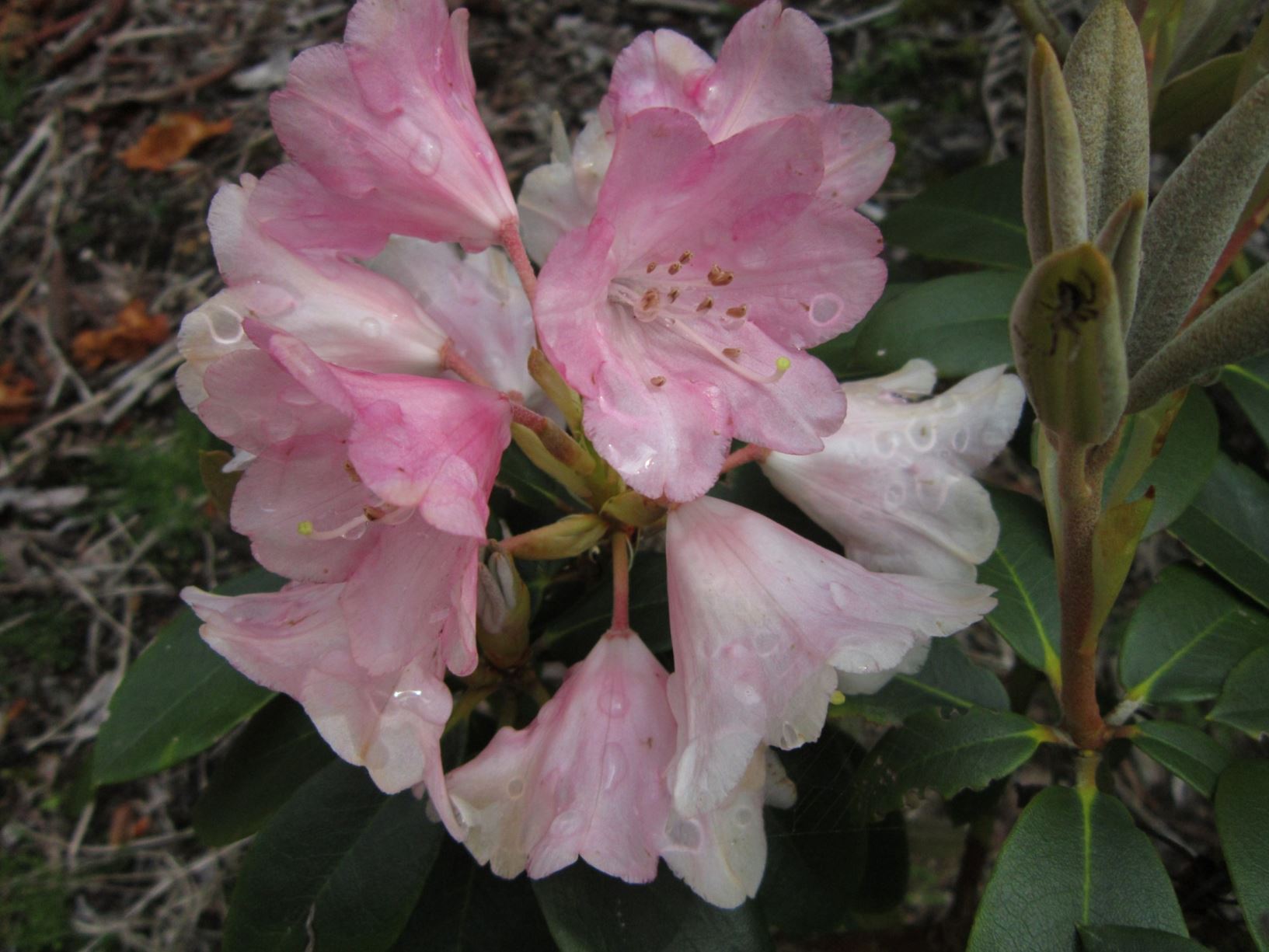Rhododendron 'Dear One'