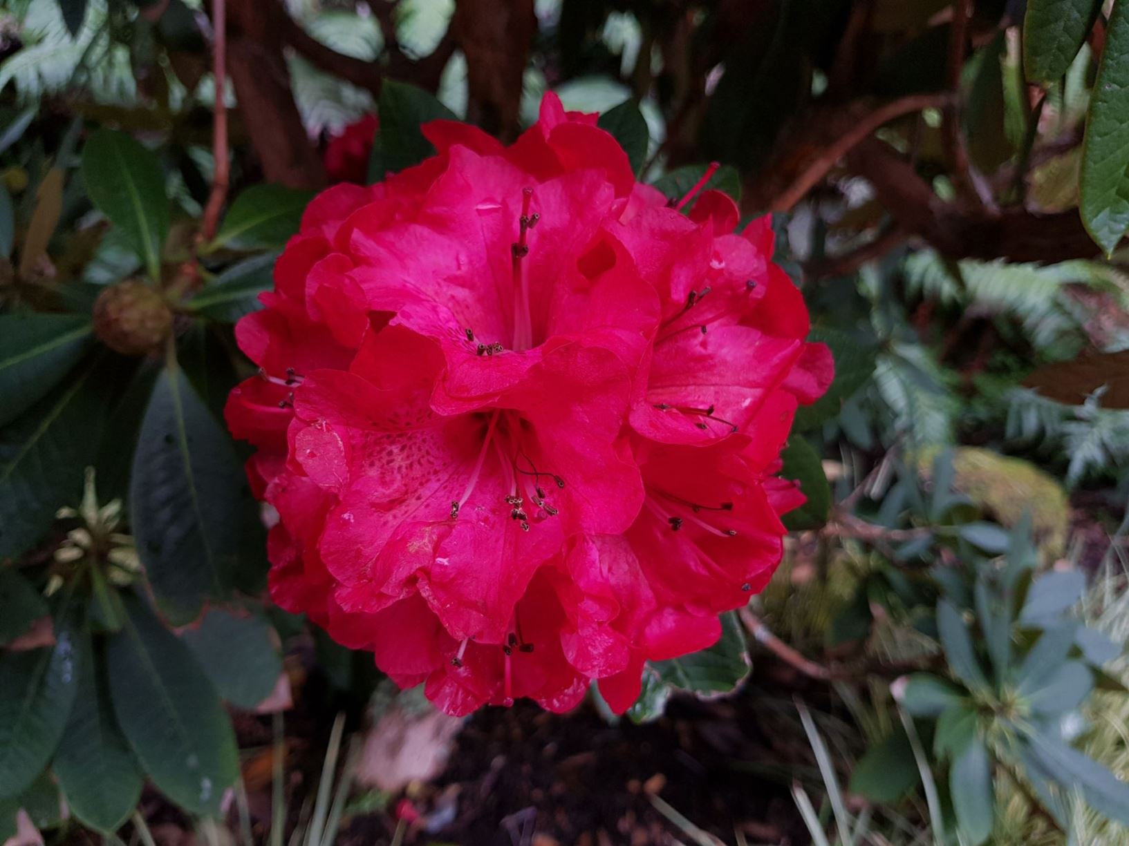 Rhododendron 'Robert Keiller'