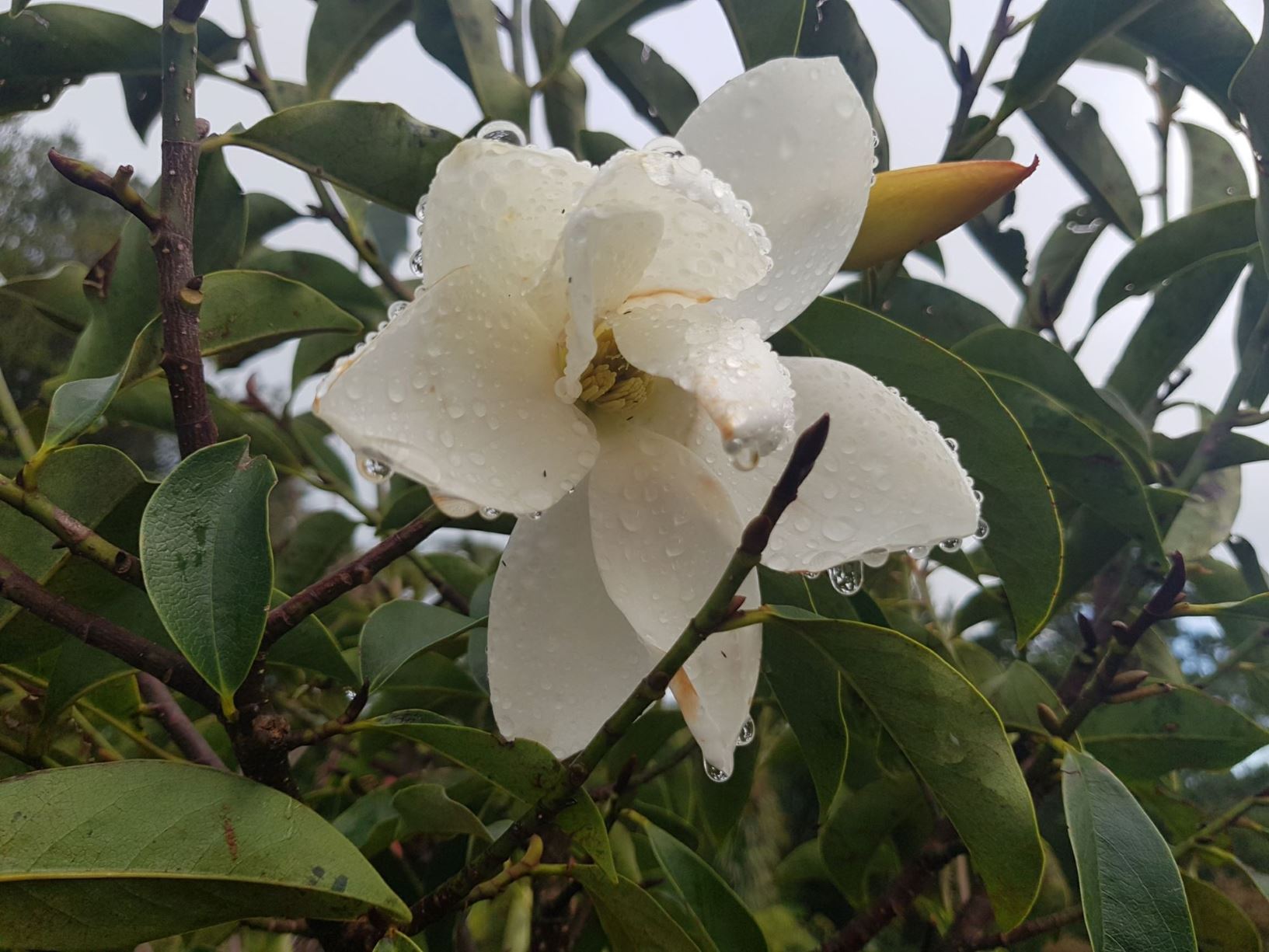Magnolia 'Lemon Fragrant'