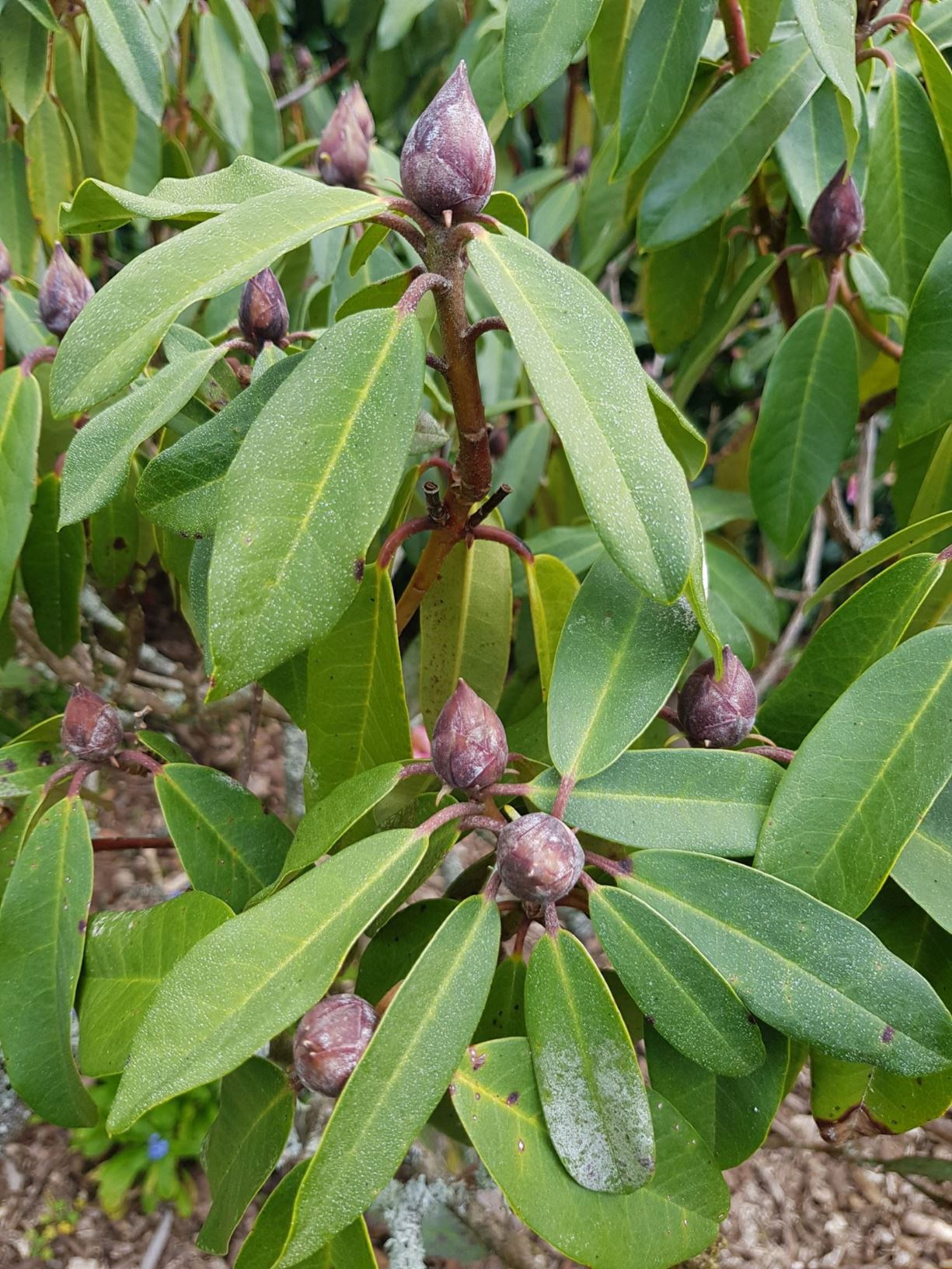 Rhododendron 'Helene Schiffner'