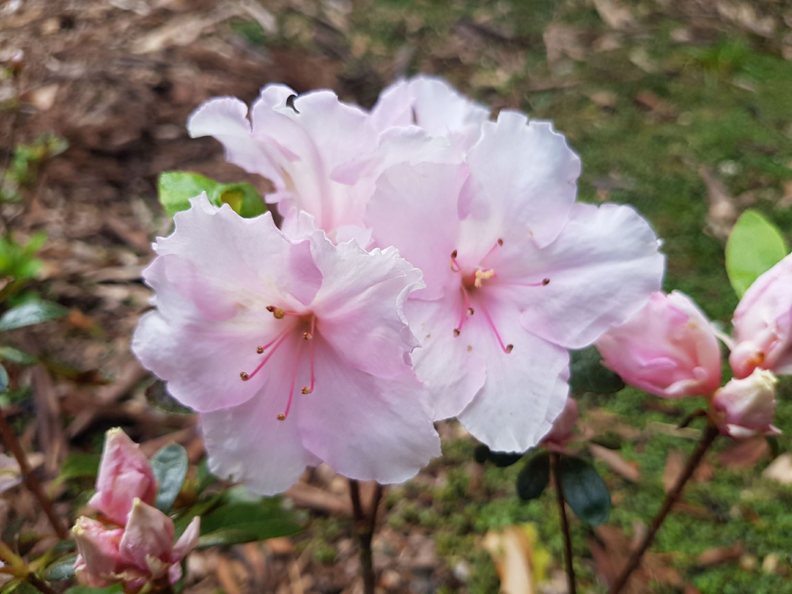 Rhododendron 'Little Girl' (Azalea)