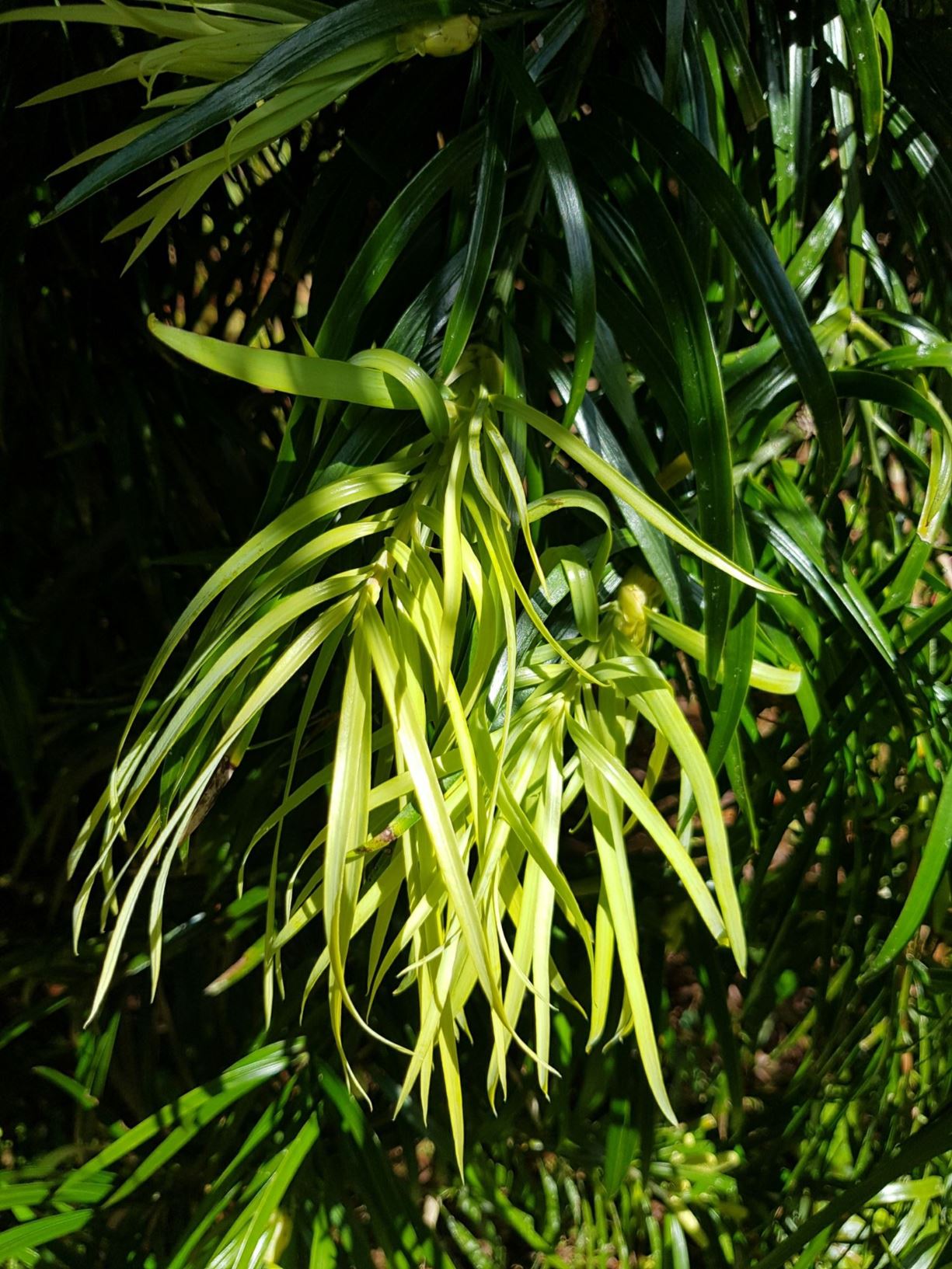 Podocarpus henkelii - Henkel's yellowwood, falcate yellowwood