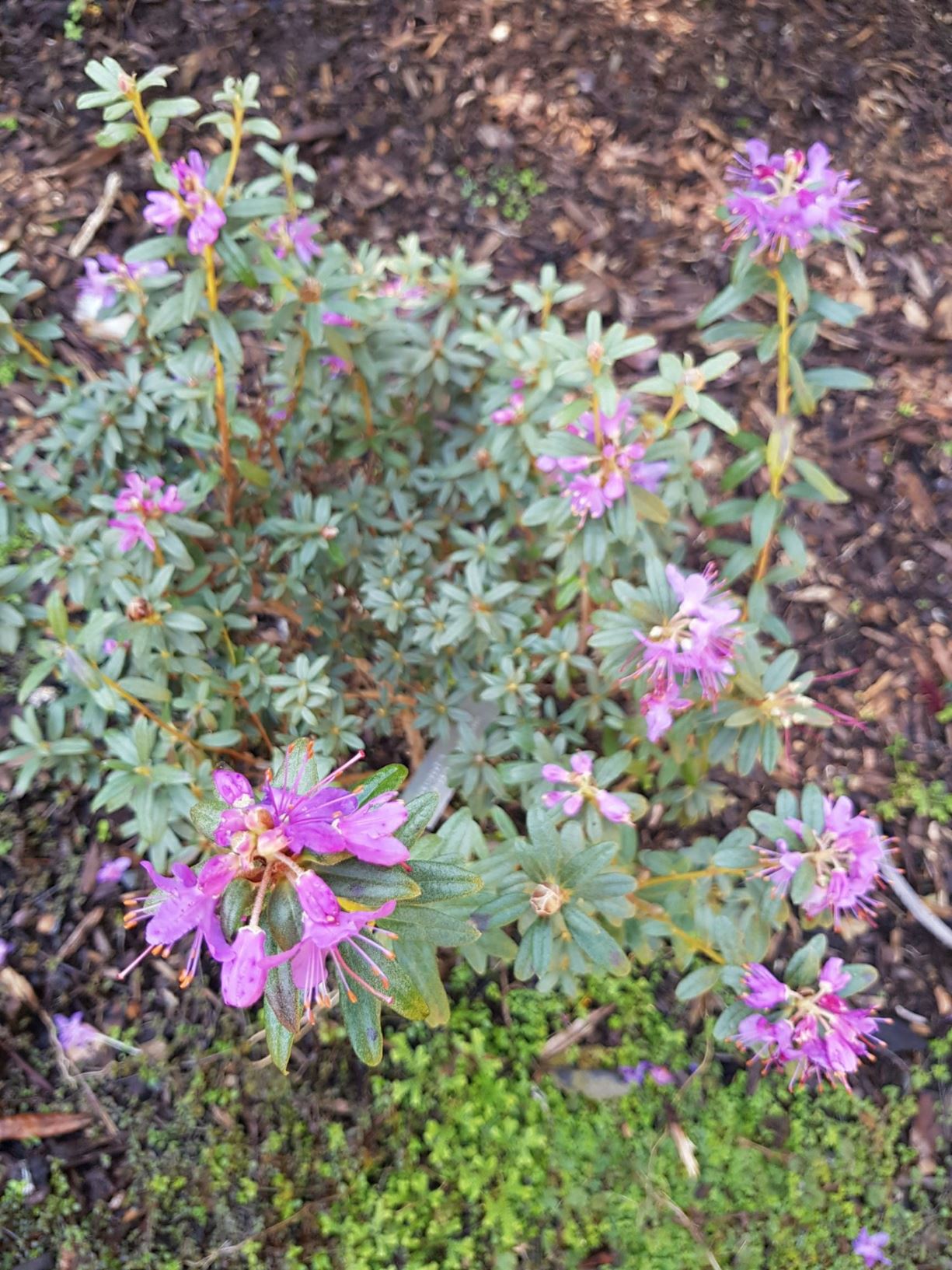 Rhododendron websterianum