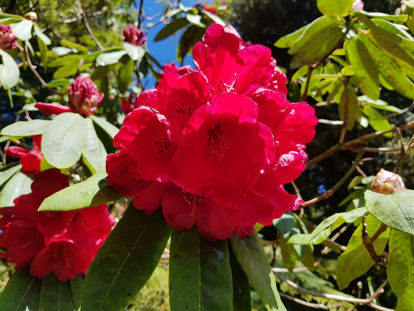 Rhododendron 'Charles Smith'