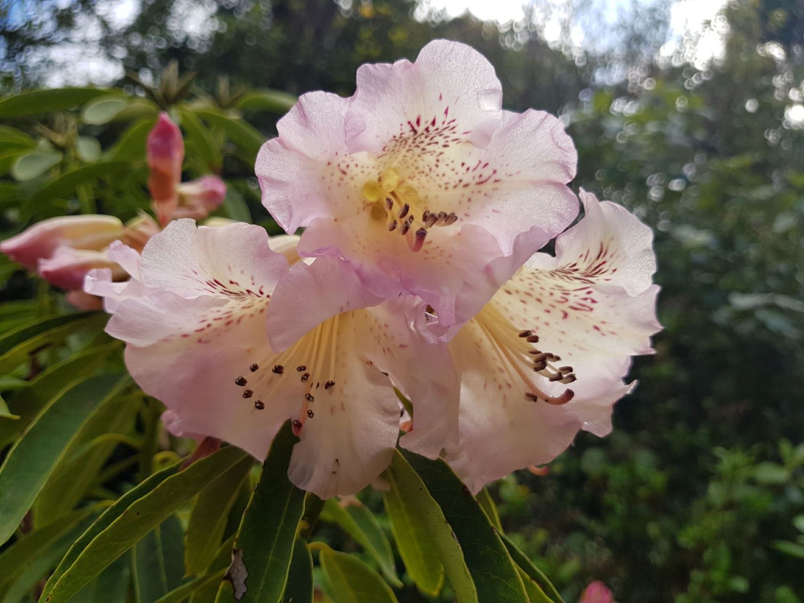 Rhododendron irroratum subsp. ningyuenense