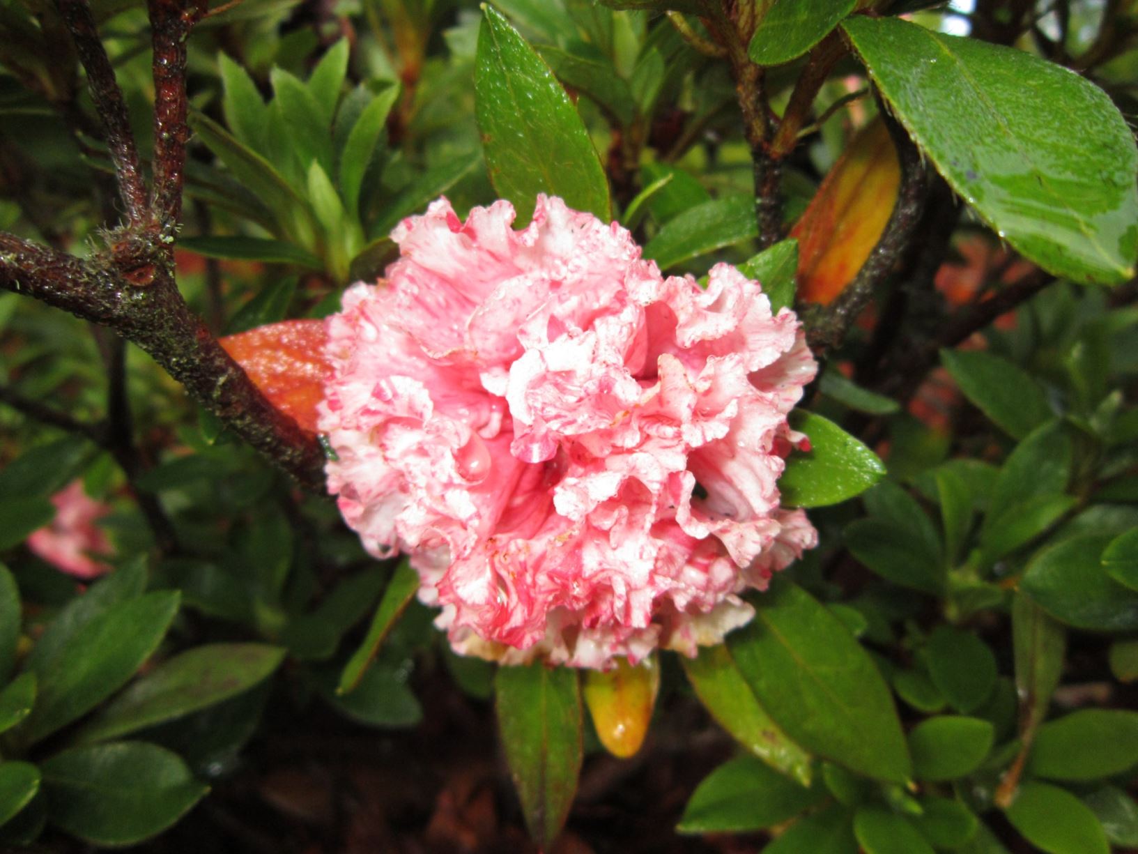Rhododendron 'Pink Ruffles' (Azalea)