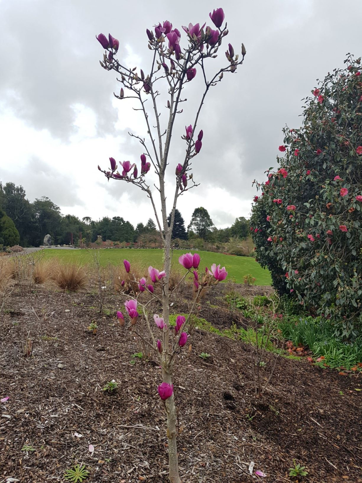 Magnolia 'Amethyst Flame'