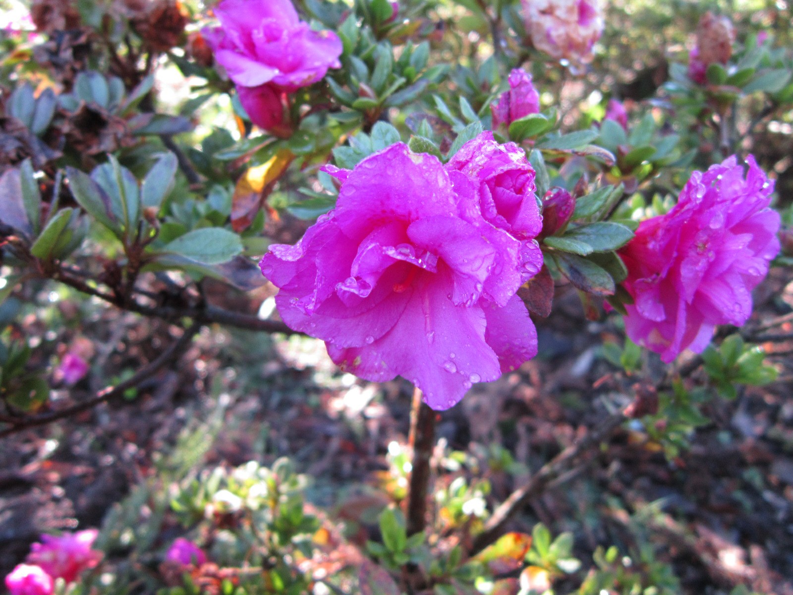 Rhododendron 'Nuccio's Happy Days' (Azalea)