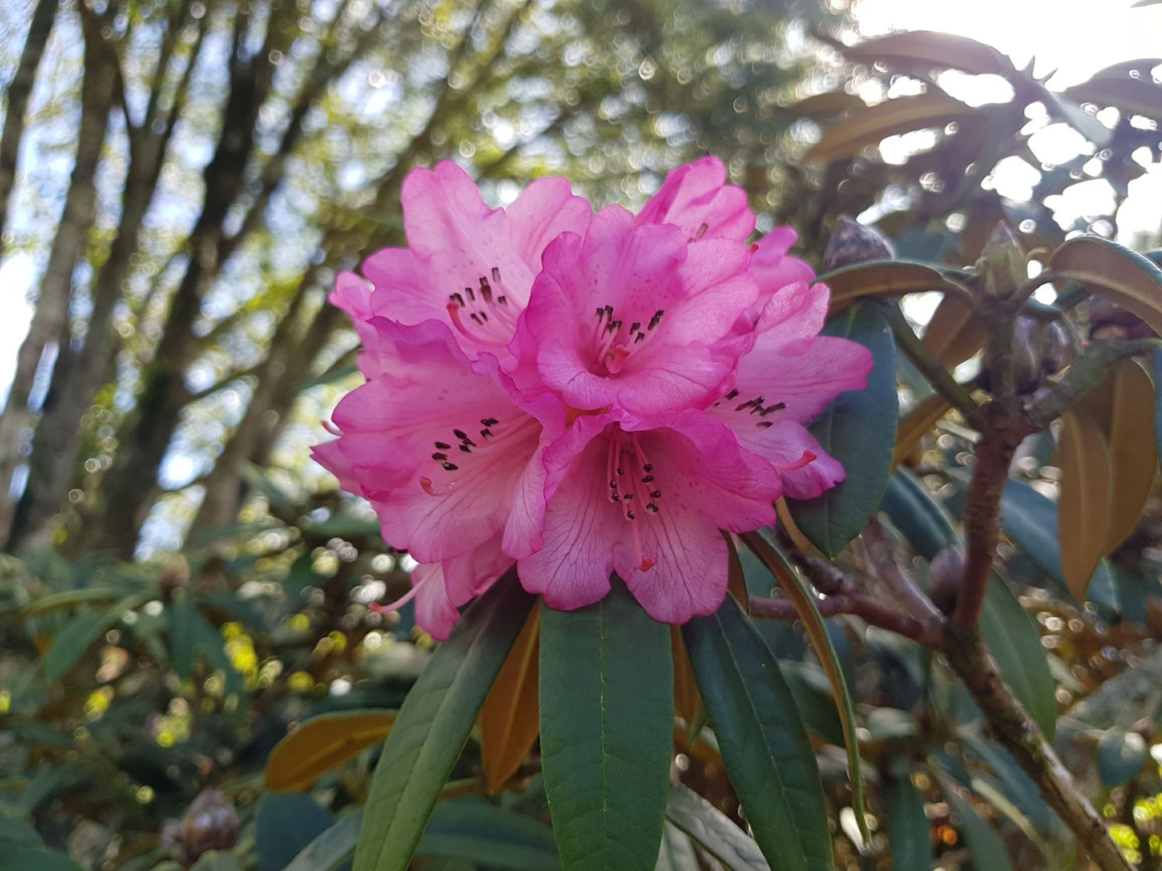 Rhododendron arboreum subsp. cinnamomeum var. cinnamomeum