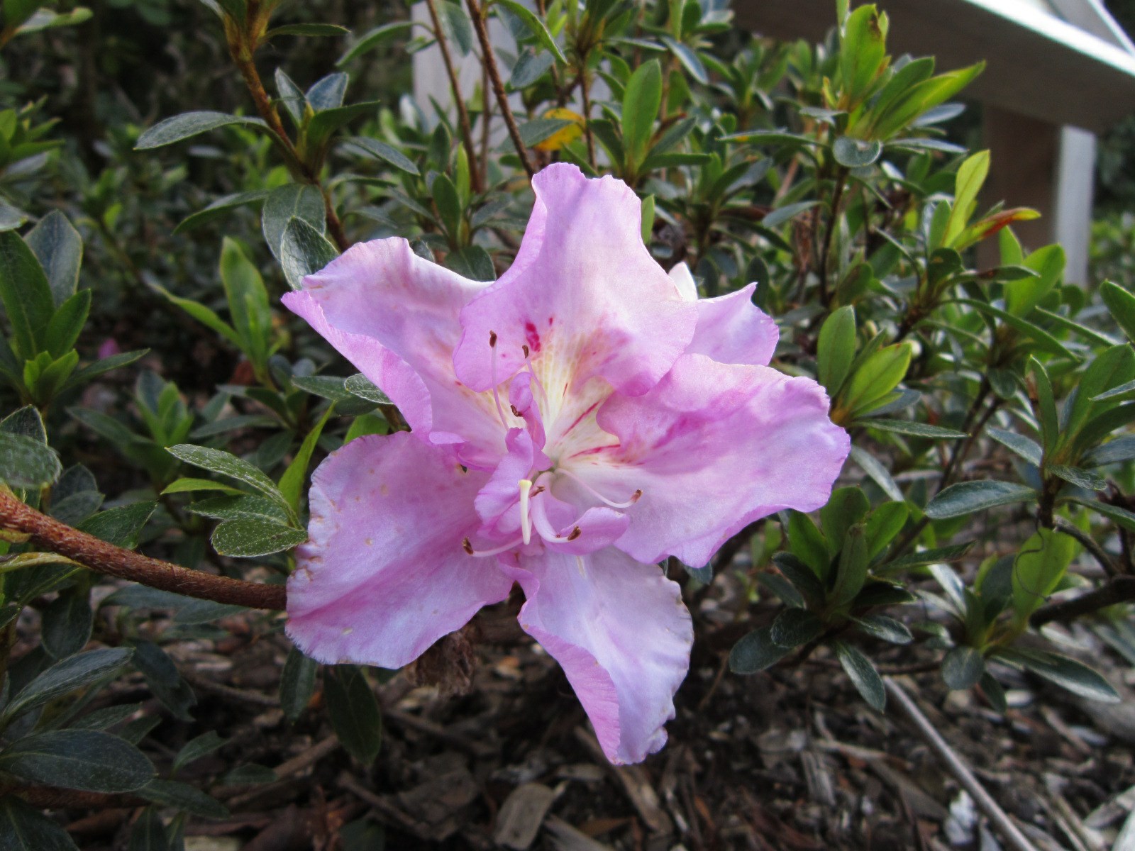 Rhododendron 'Shiko' (Azalea)