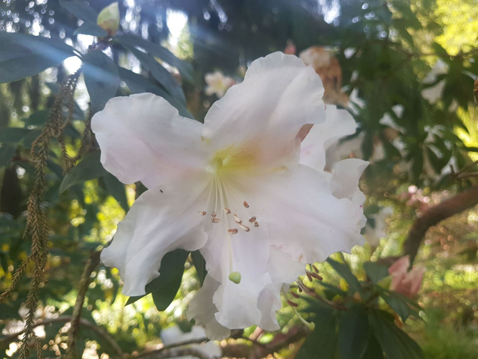 Rhododendron veitchianum 'Ashcombe'